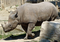 rhinoceros